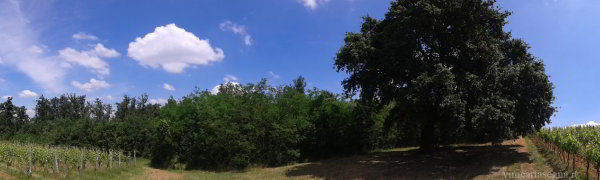 Cerro Sughera: albero di 400 anni a Tassarolo