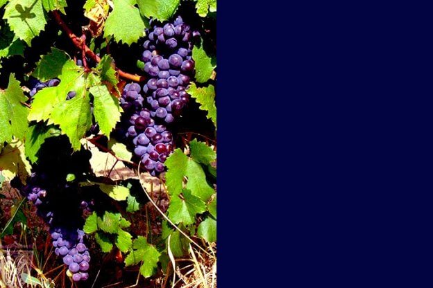 Nella parte a sinistra alcuni grappoli d'uva vitigno dolcetto: i grappoli hanno i chicchi viola maturi e la vite foglie di un verde sgargiante. La parte a destra è uno sfondo blu/viola scuro uniforme